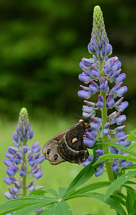 Columbia Silkmoth