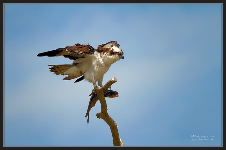 In the Wind