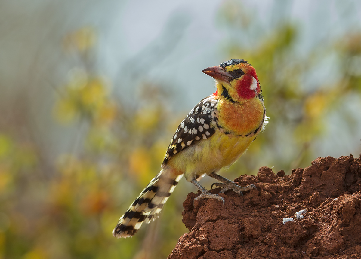 Red and Yellow Barbet 2