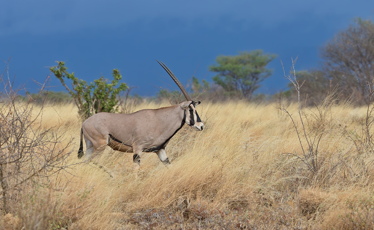Beisa Oryx?