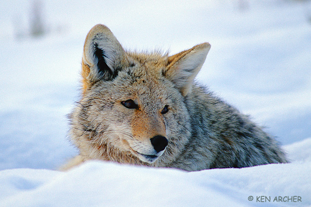 Coyote, Winter Rest