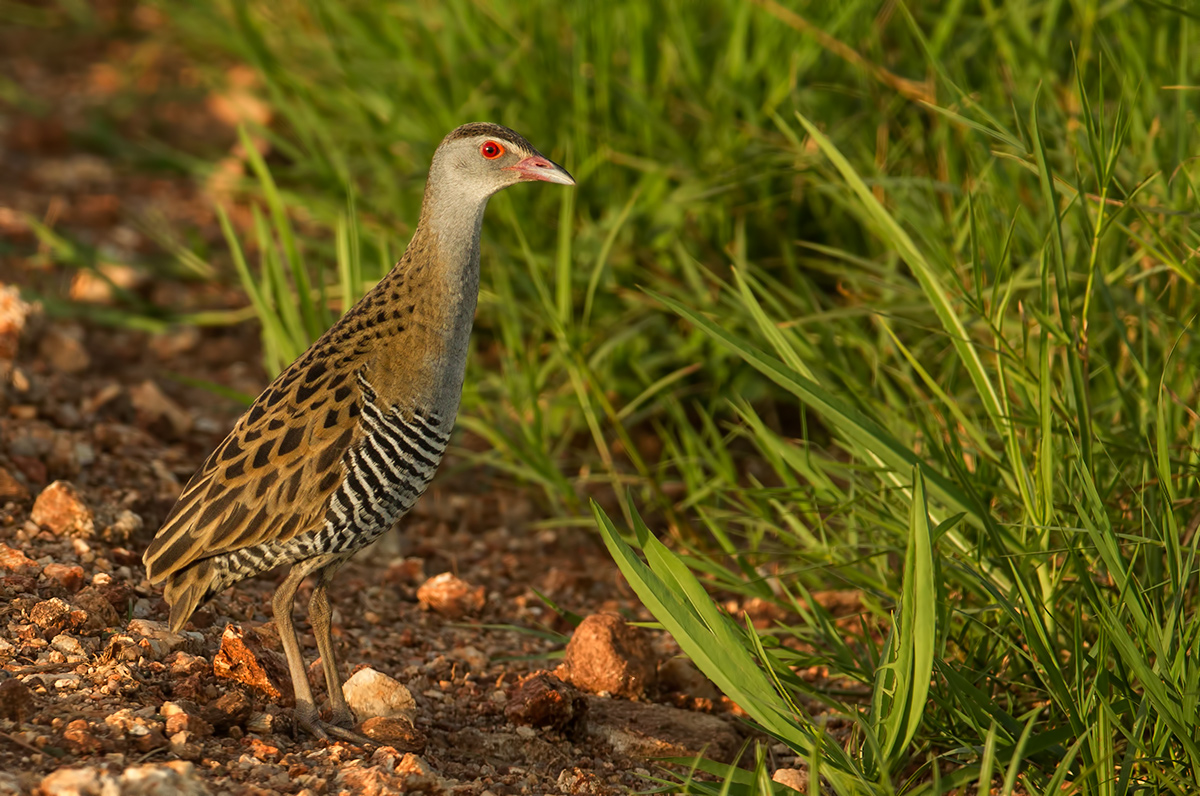 African Crake