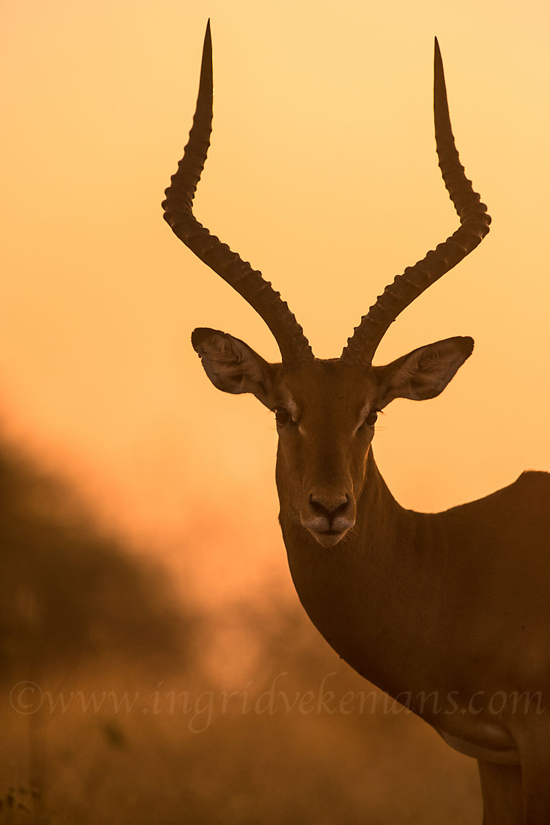 Sunset Impala