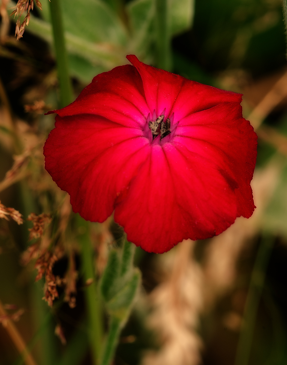 Softly Stunning