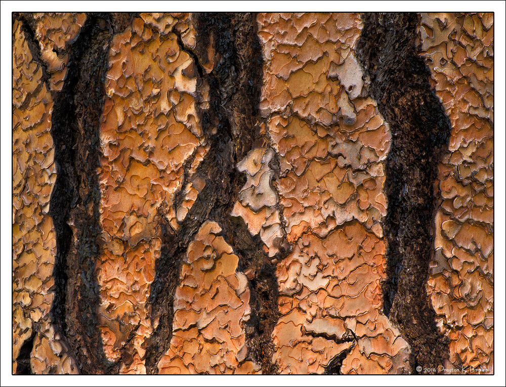 Ponderosa Panels