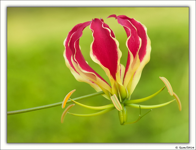 Gloriosa Lily
