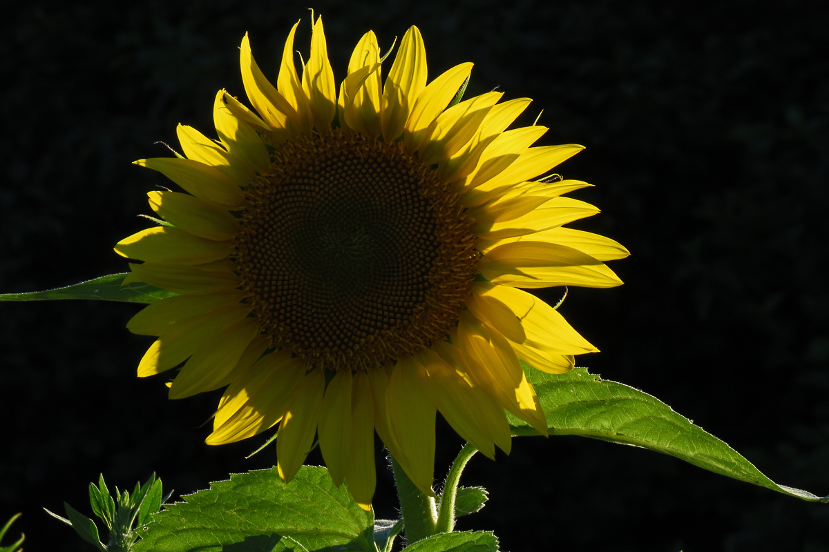 Evening sunflower
