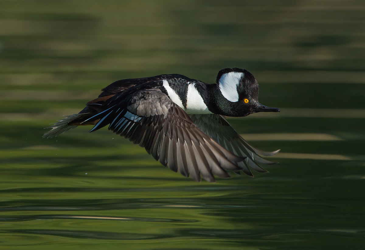 Male Hoodie in flight