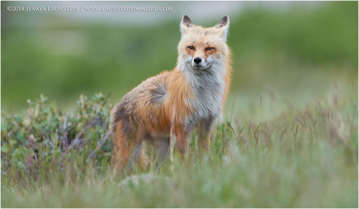 Vixen in the Wind