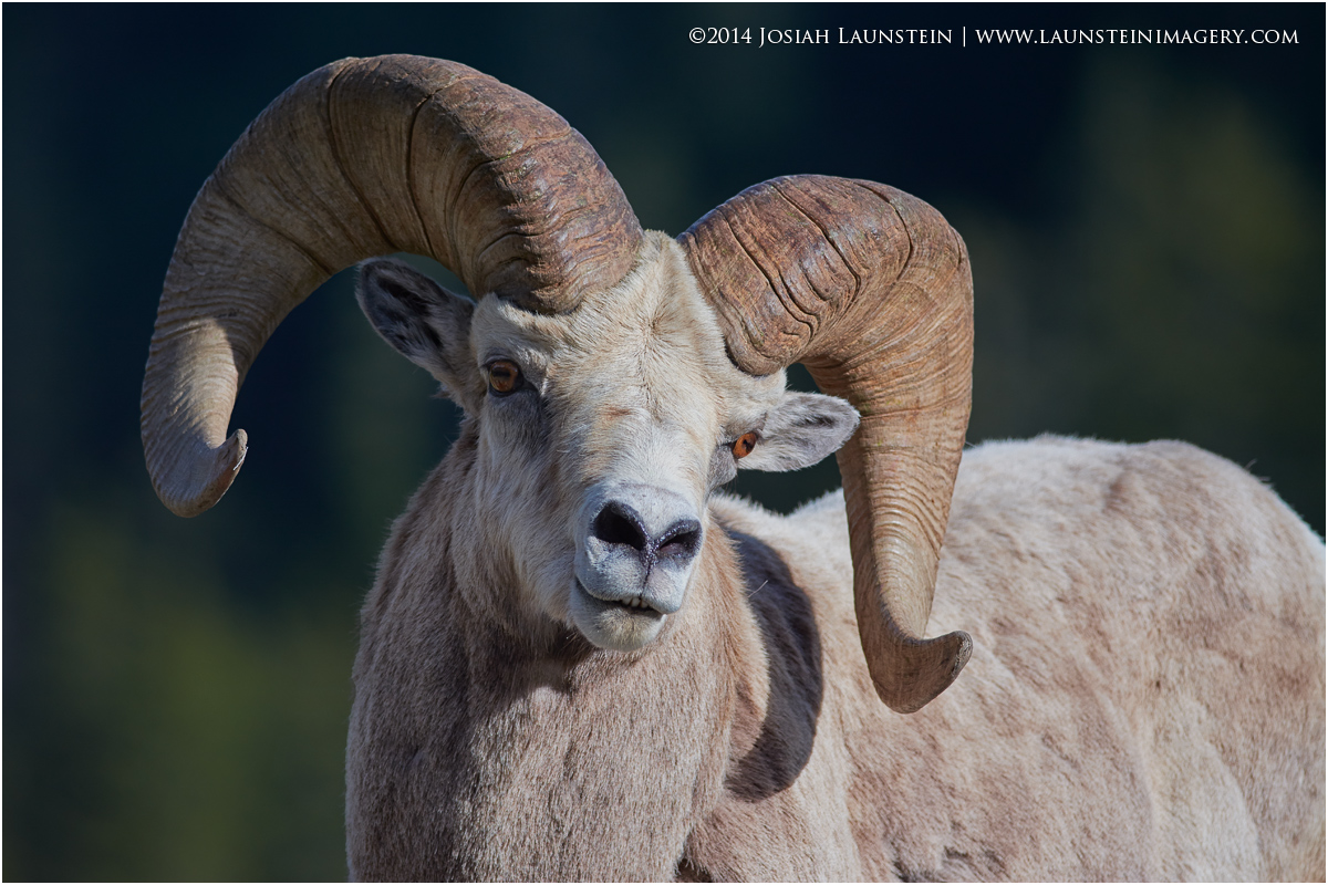 Bighorn Portrait
