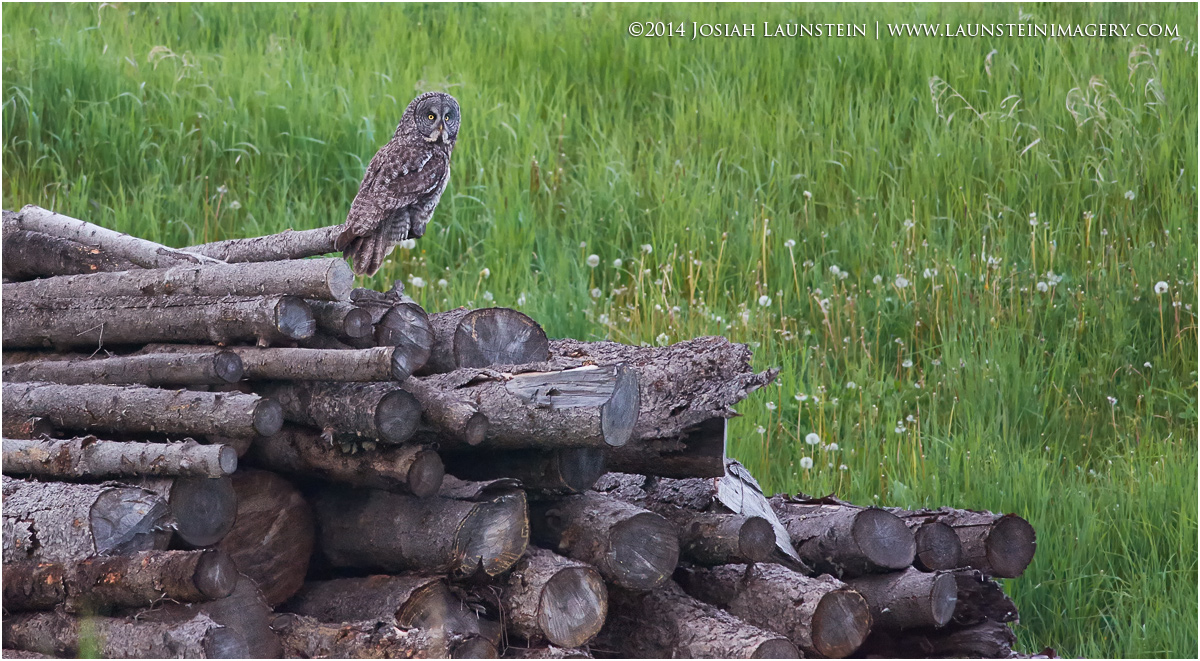 Great Grey Hunting
