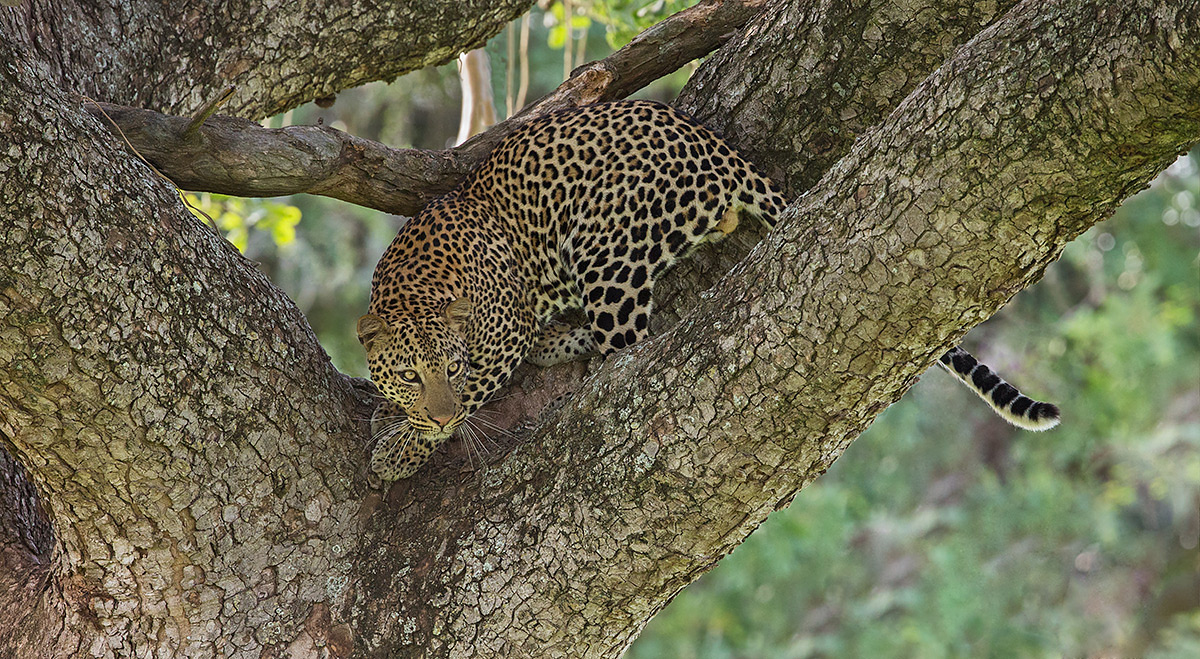 Leopard in a Tree 2