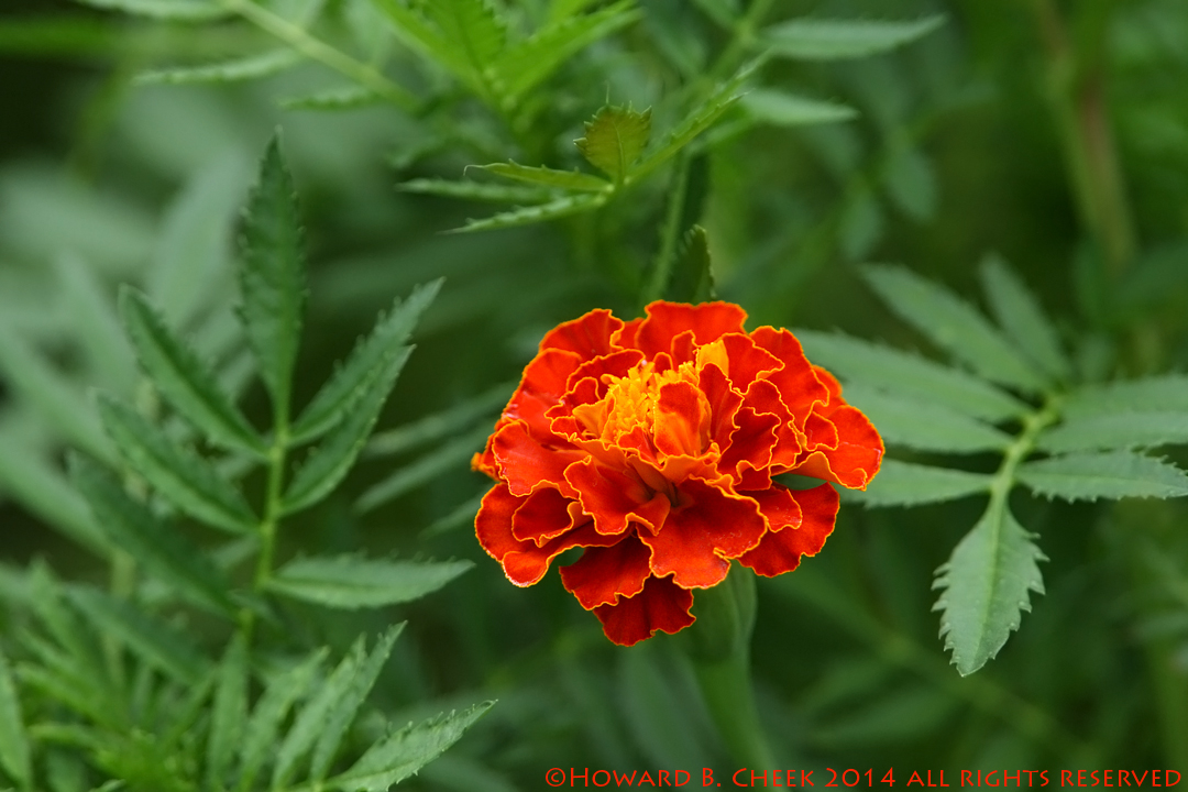 Marigold