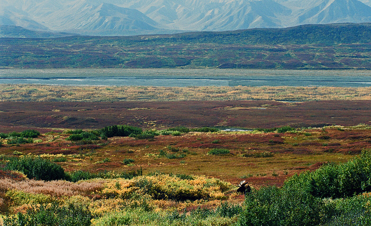 Big moose big land 644