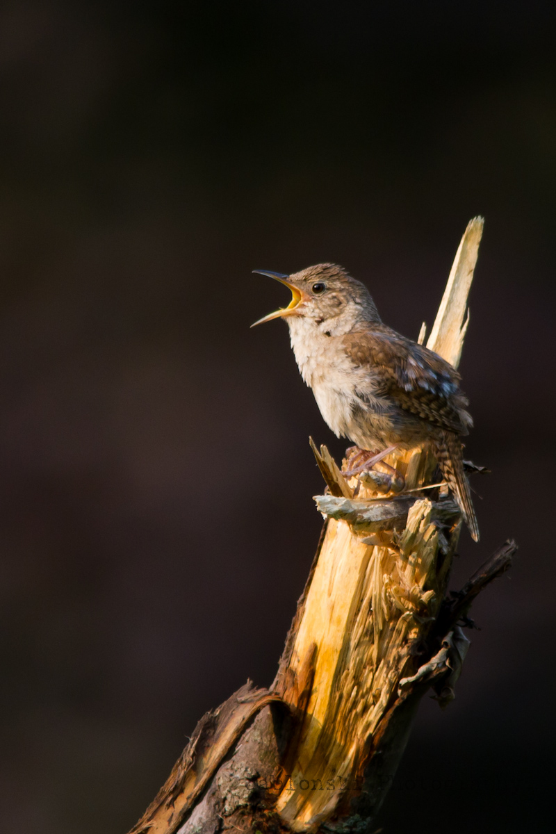 House Wren