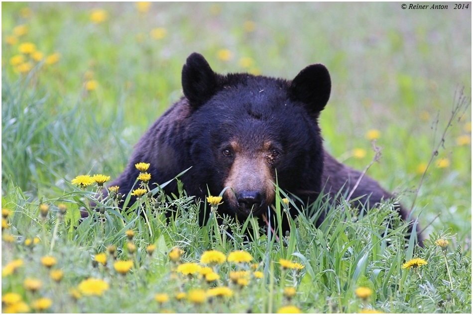 Relaxing in the grass