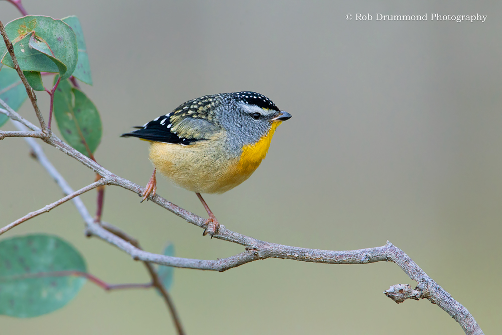 Spotted Pardalote