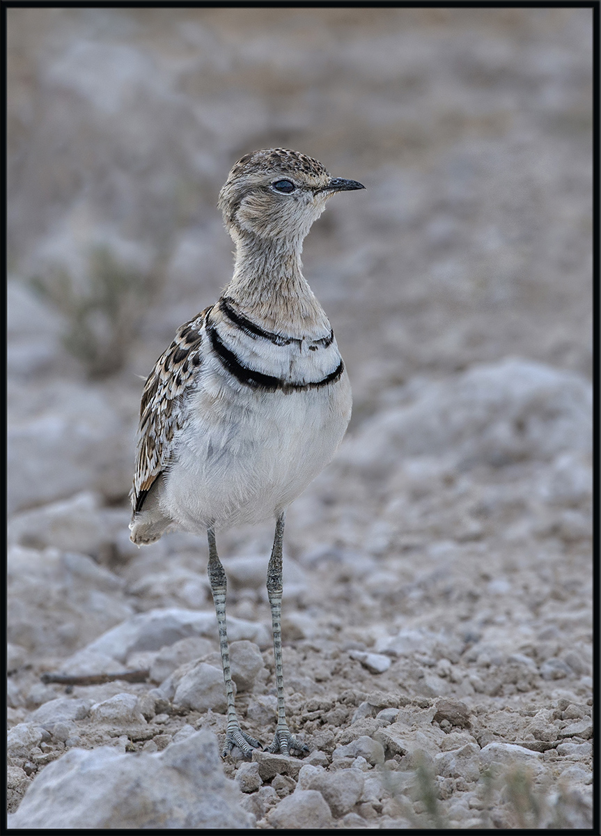 Double-Banded Courser