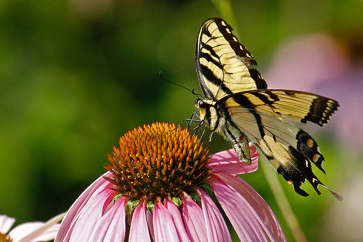 Worn swallowtail