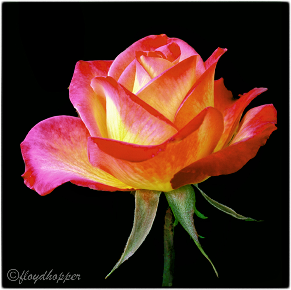 Simply a Rose