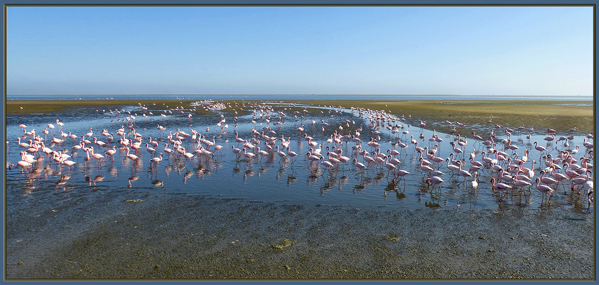WC #644- Fauna/landscape
