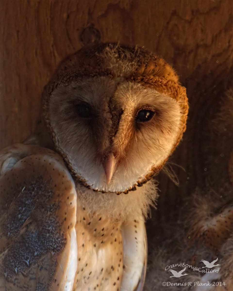 Juvie Barn Owl Portrait