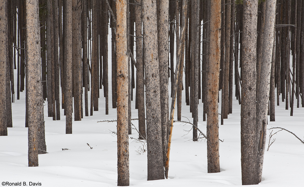 Lodgepole Pine Stand