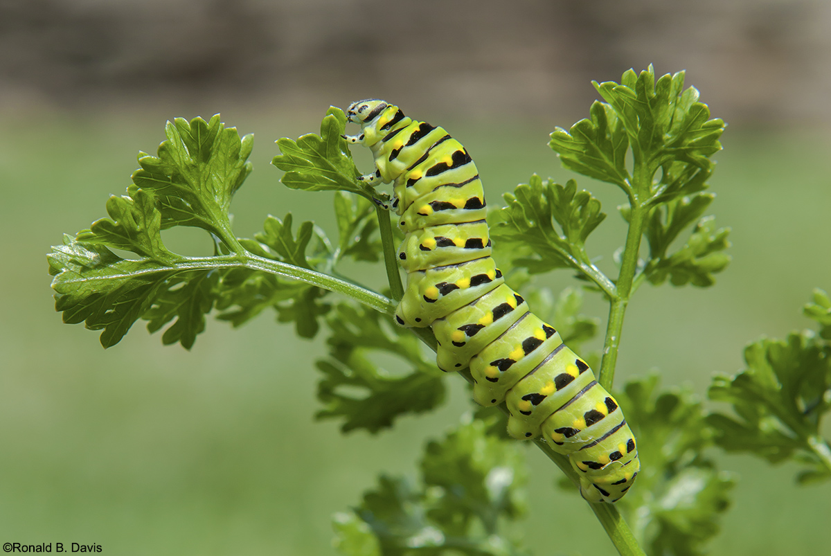 Black Swallowtail Larva