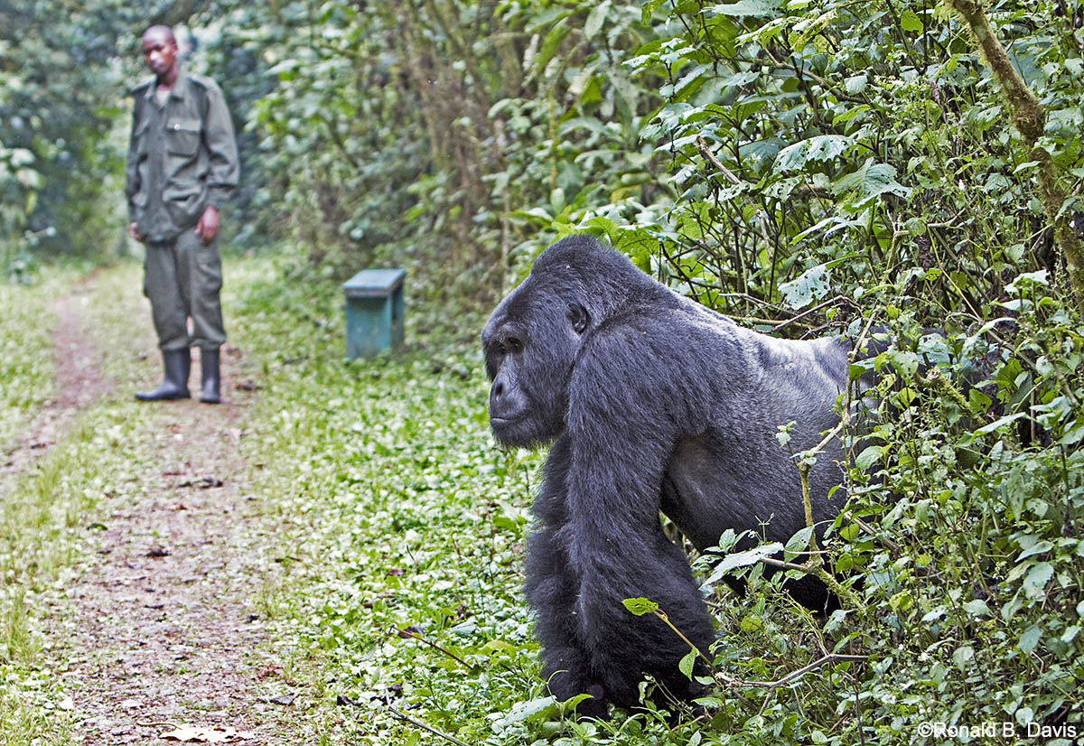 Silverback & Guard