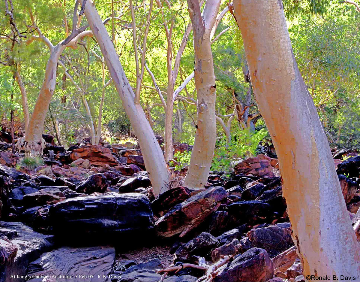 Kings Canyon Woodland