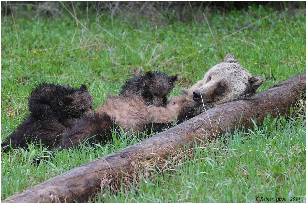 Nursing grizzly part 2