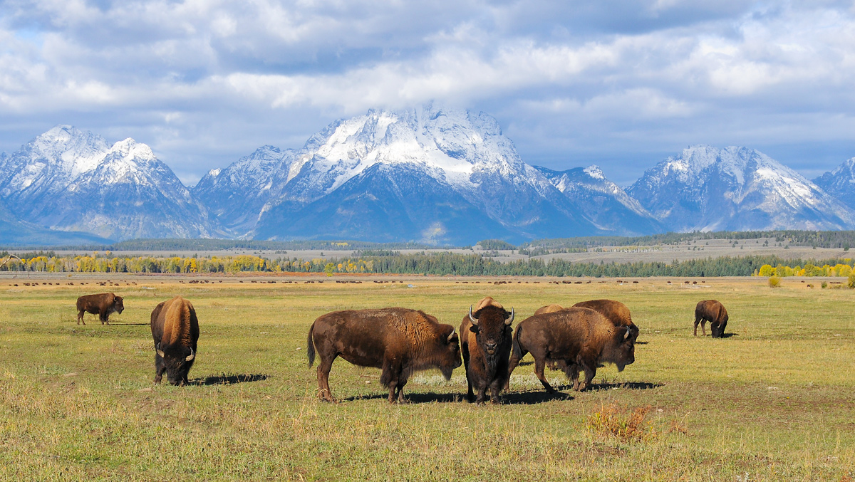 Bison Migration