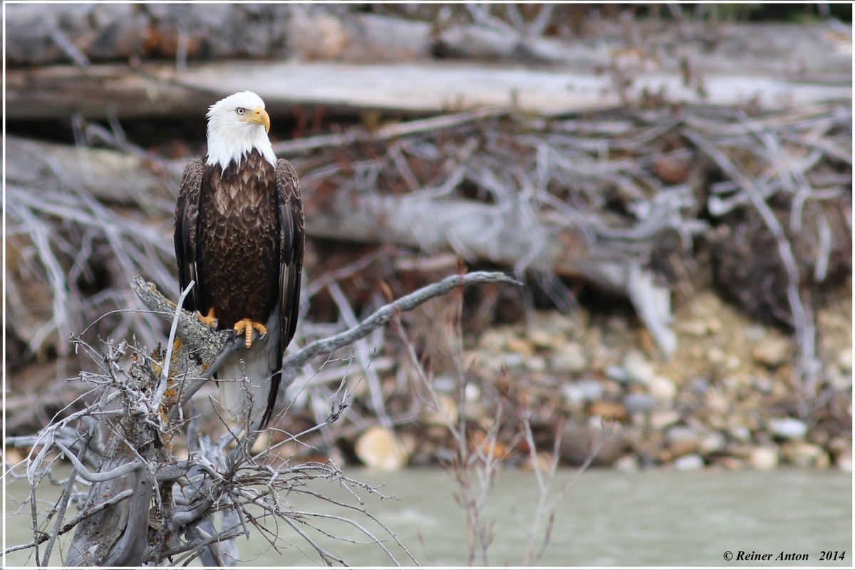 Bald eagle an tree