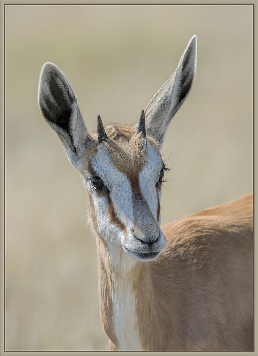 Young Springbok 