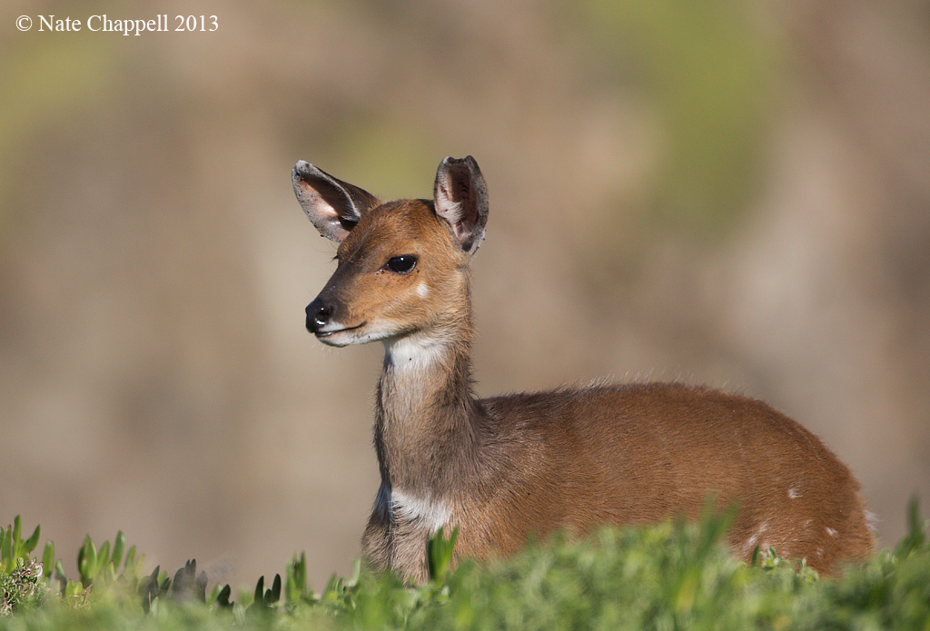 Bushbuck