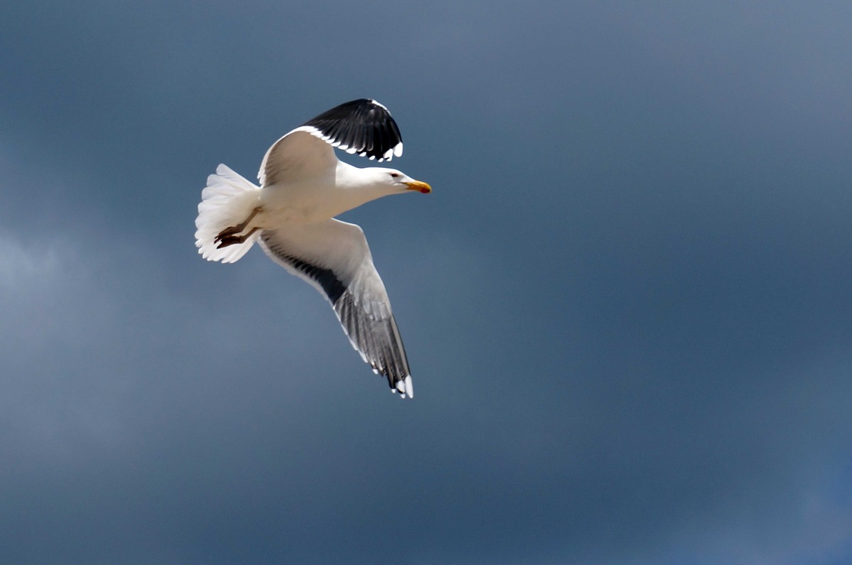 Great Black-backed Gull 