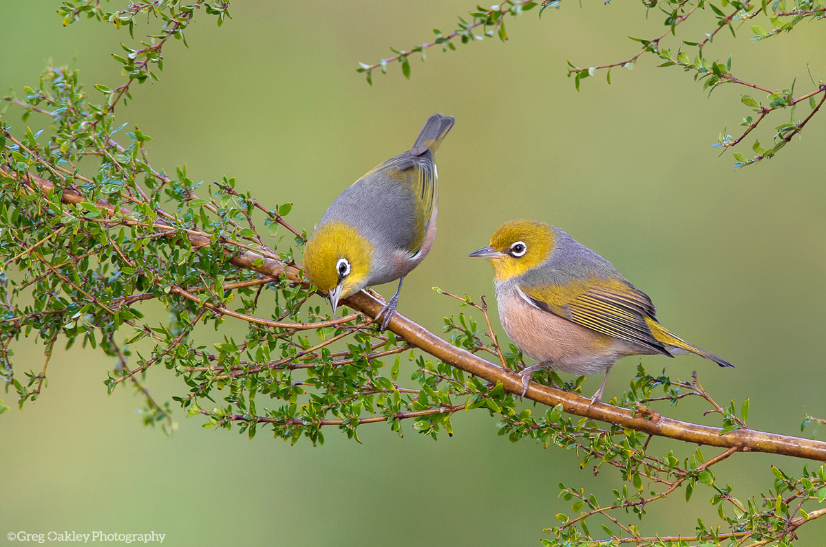 Silvereye