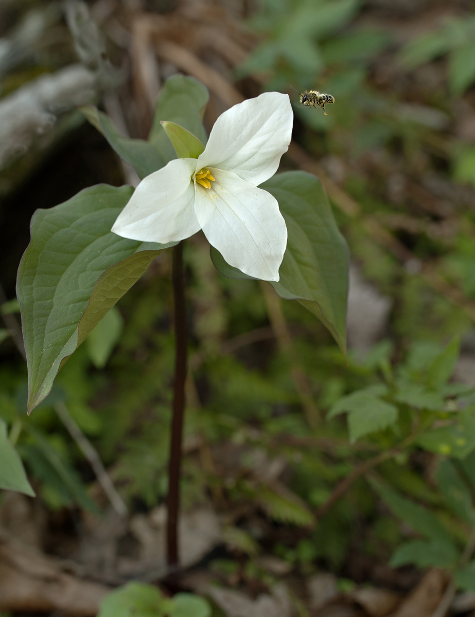 Trillium with visitor