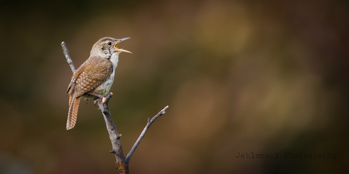 Another House Wren