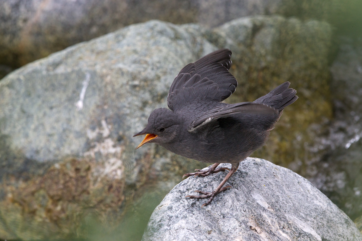 American Dipper Kid