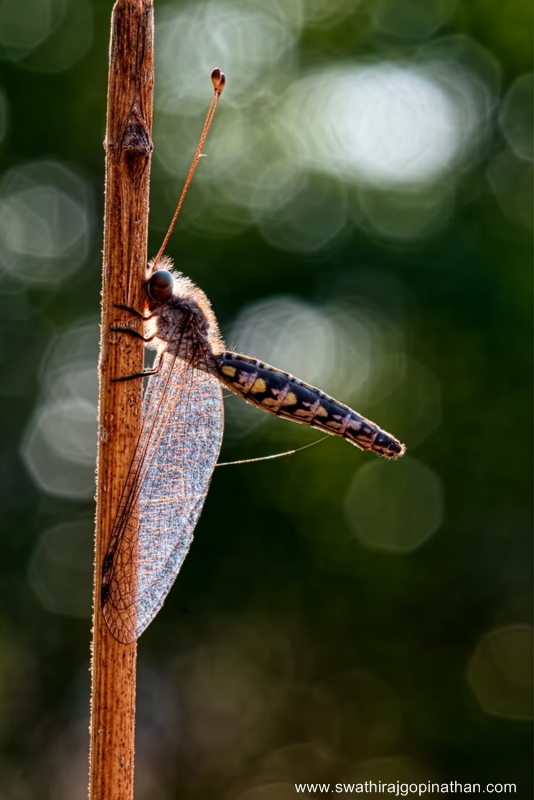 Owl Fly