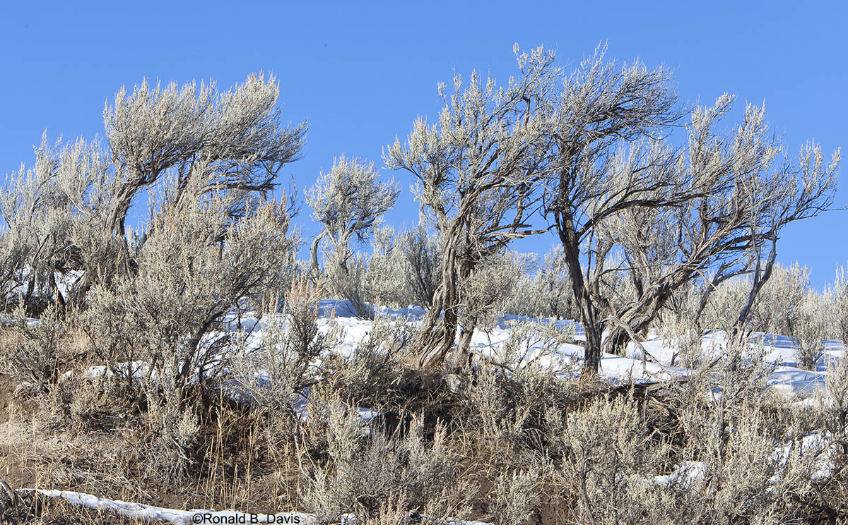 Old Sage