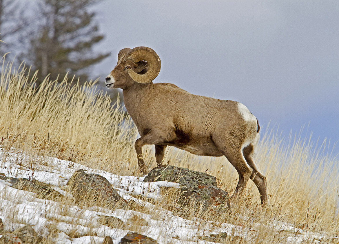 Bighorn Sheep