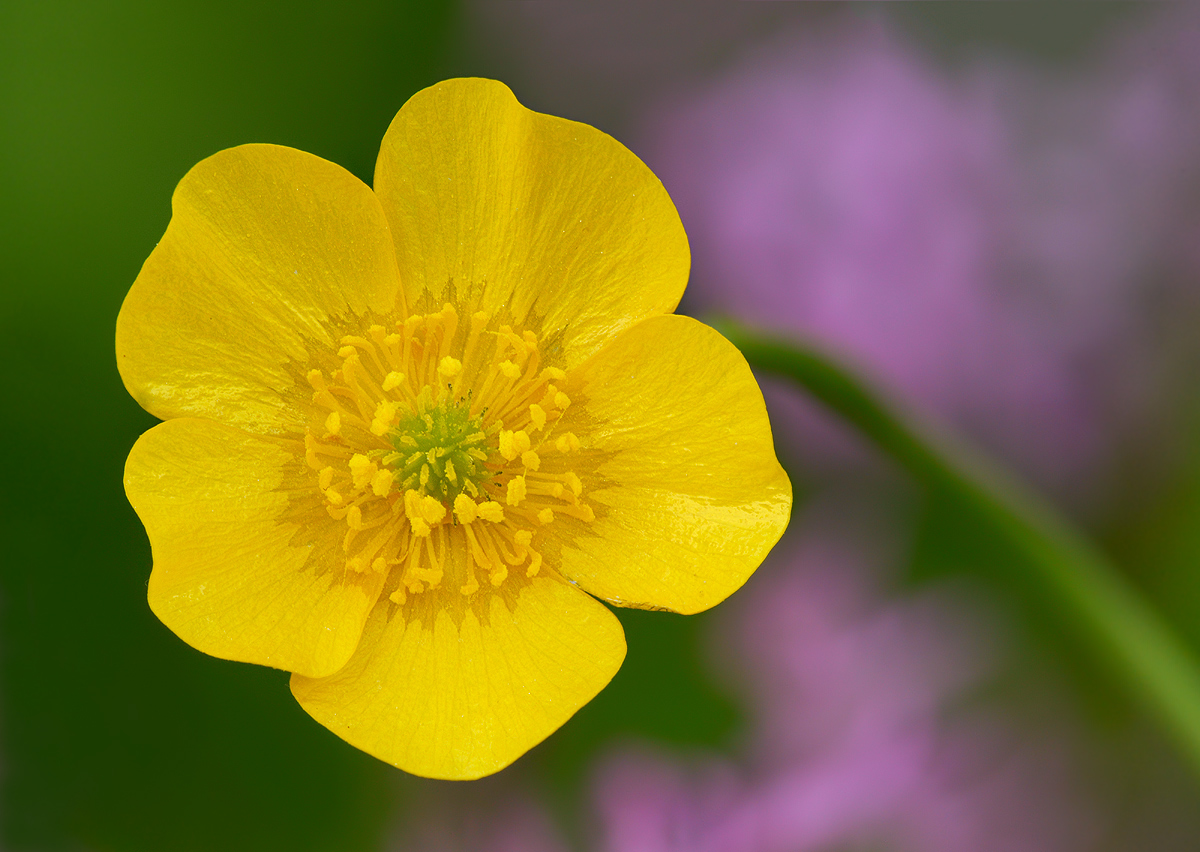 Buttercup  closeup