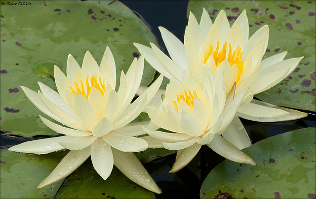 Waterlilies