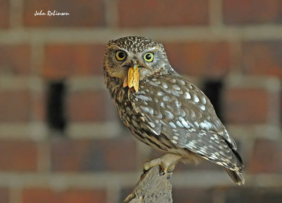 Little Owl withMoth
