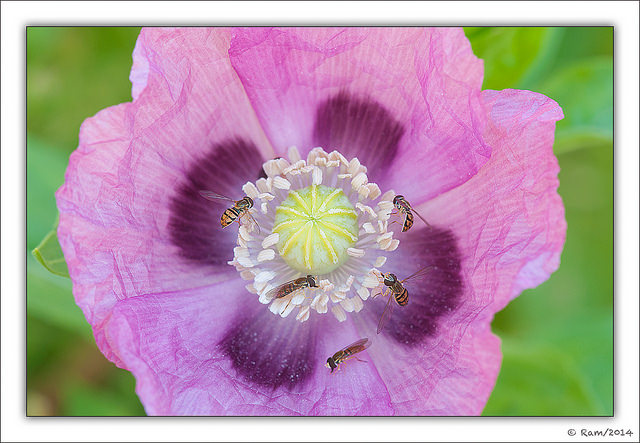 Flies in Opium Poppy