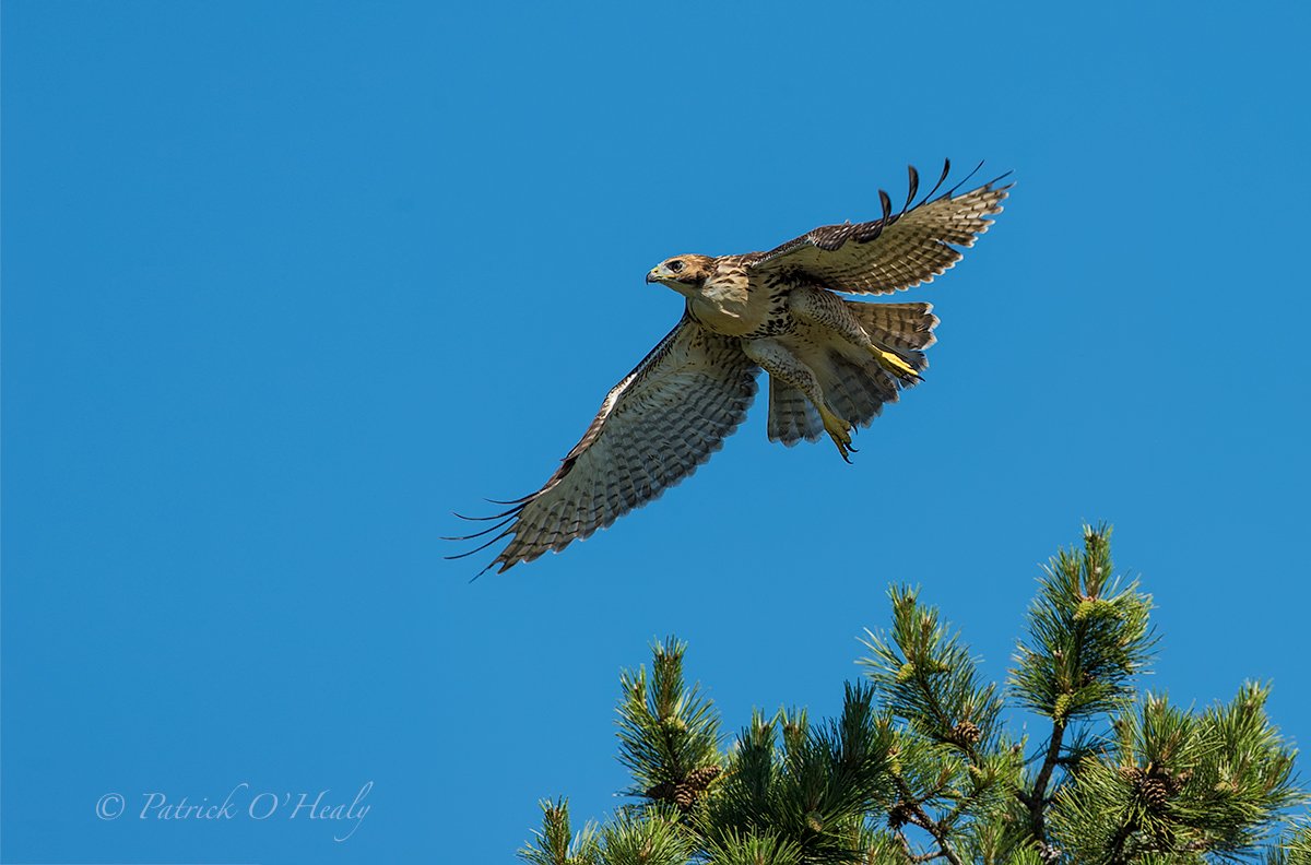 Hawk Fledge Flight