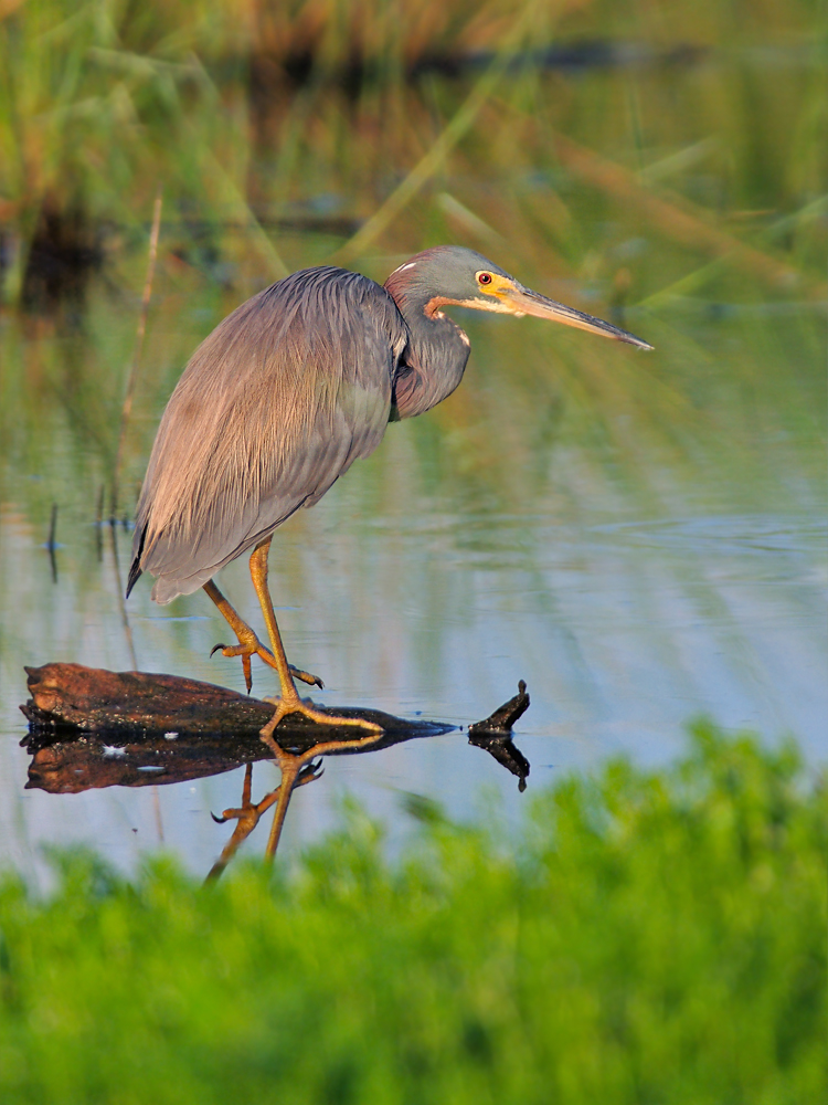 Tricolored Heron