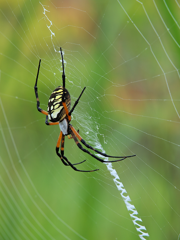 Black & Yellow Argiope